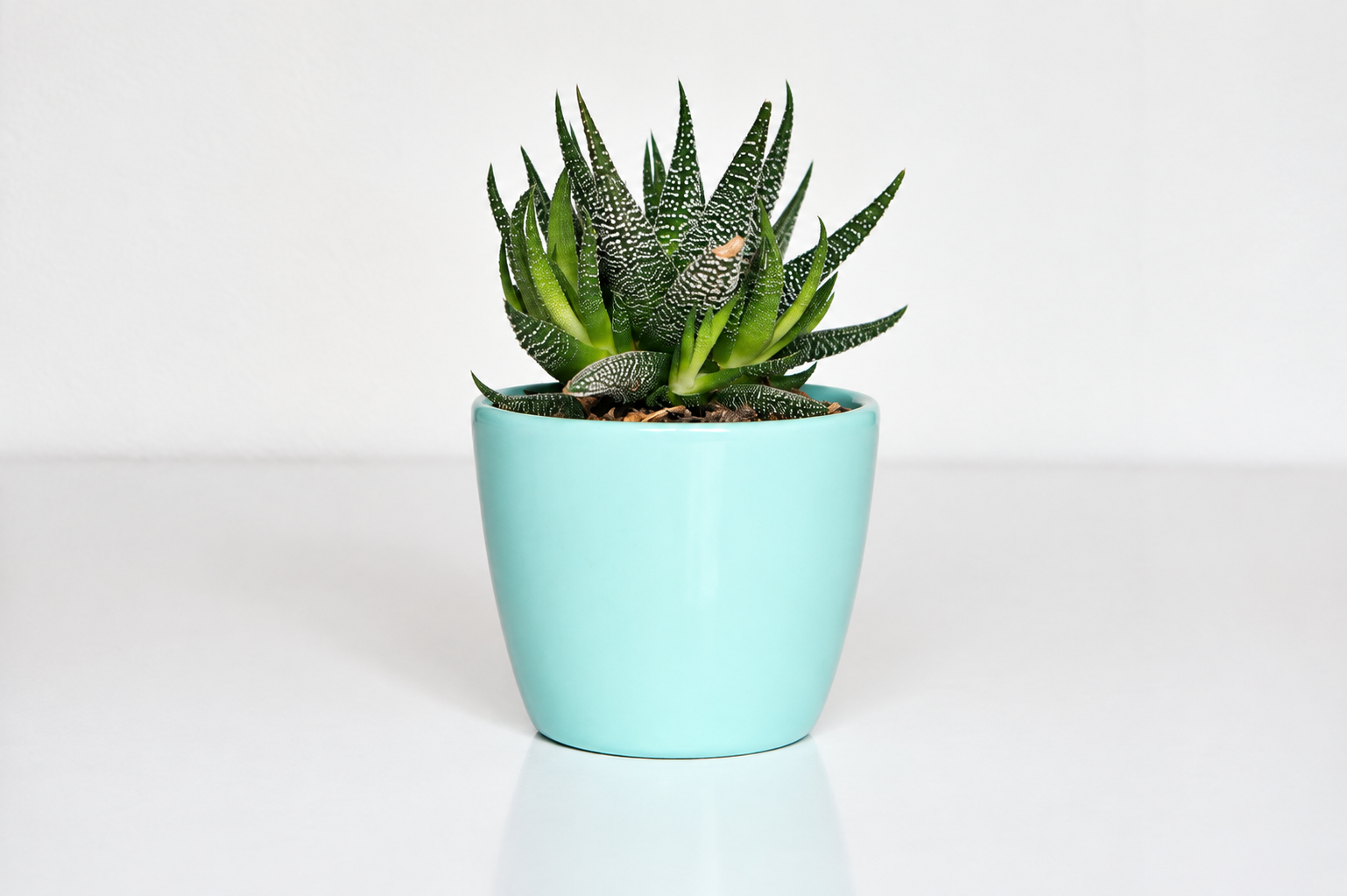 Potted succulent, after light, color and clarity